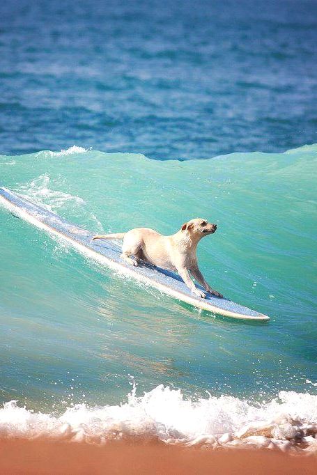 dog in hawaii