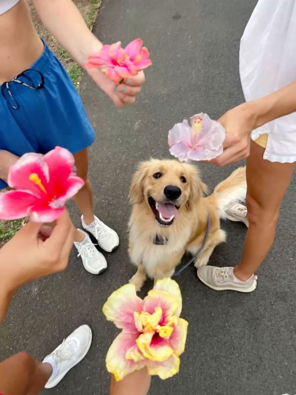 hawaii dog