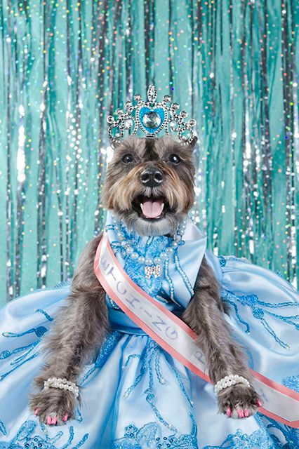 dog beauty pageant