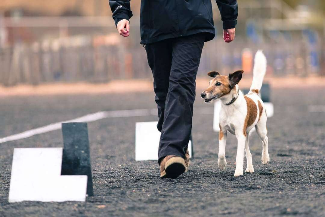 dog competition