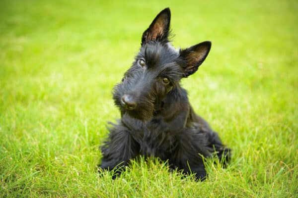 the scottish terrier