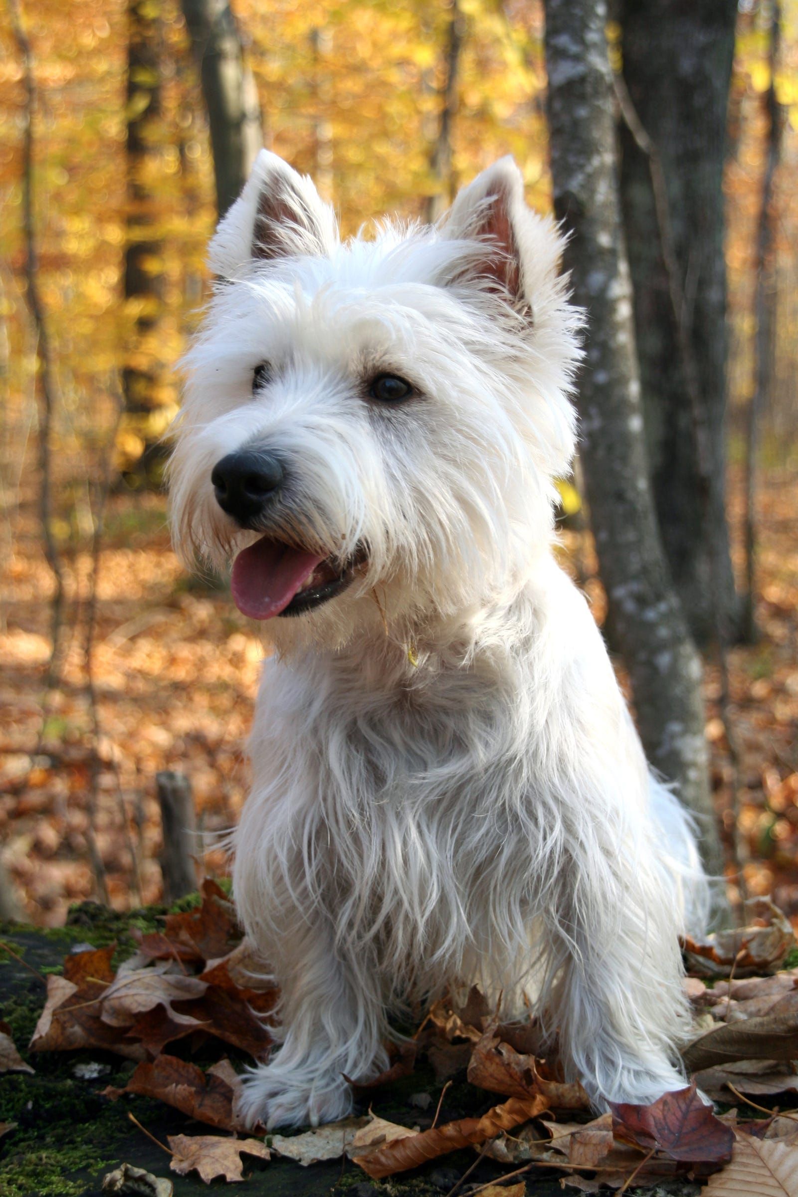 west highland terrier