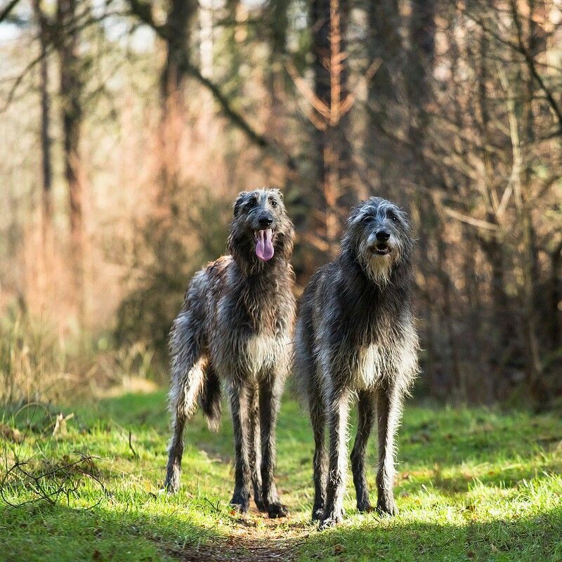 scottish deerhound