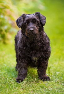 the scottish terrier mix