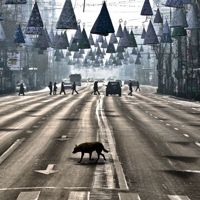 stray dog romania