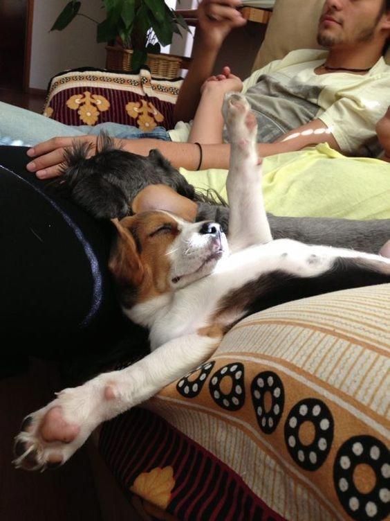 dog sleeping