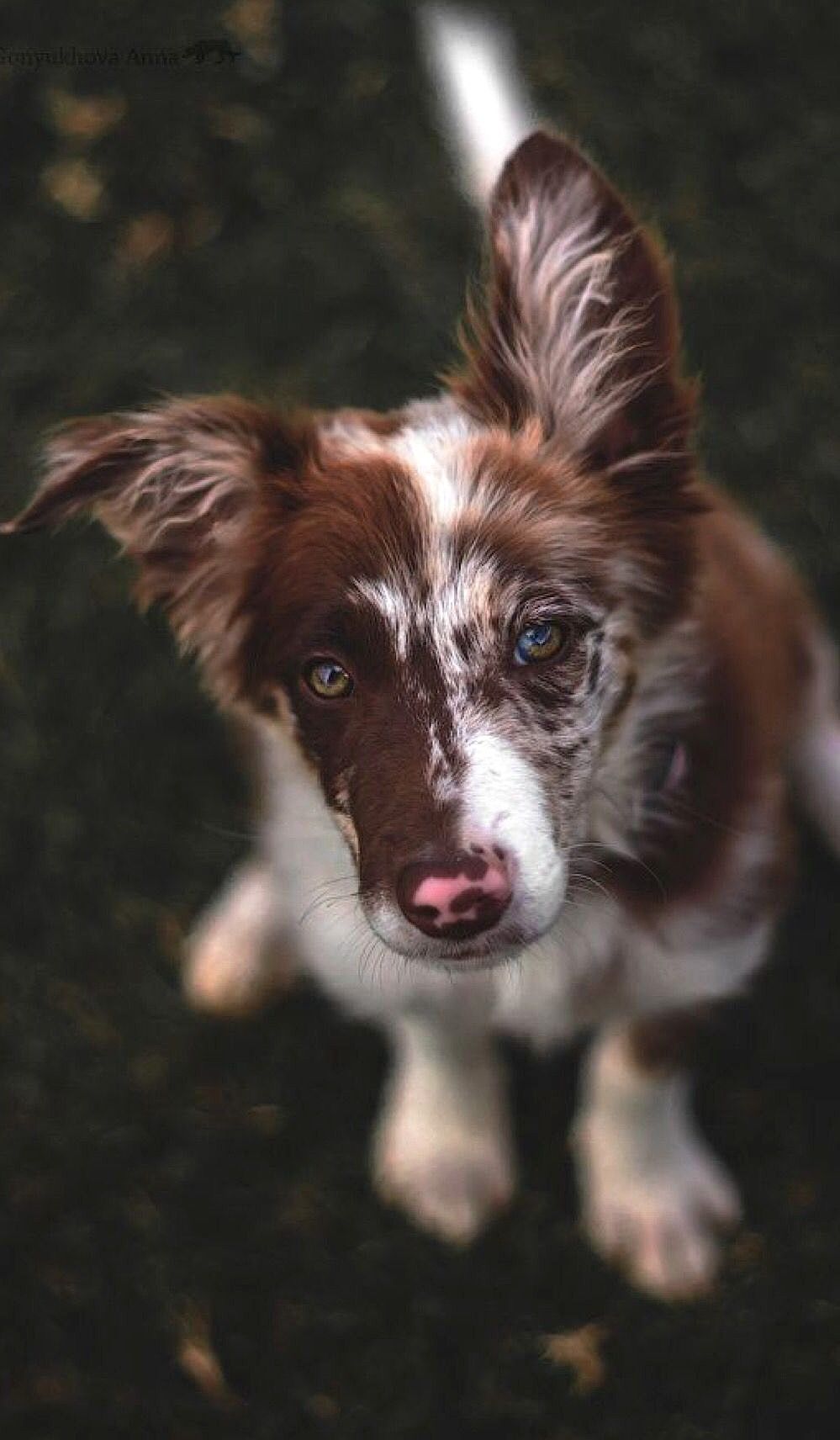 red collie