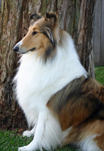 scottish collie