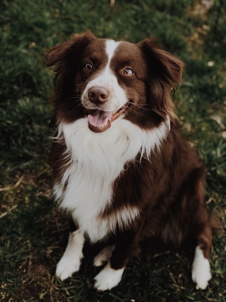 red collie