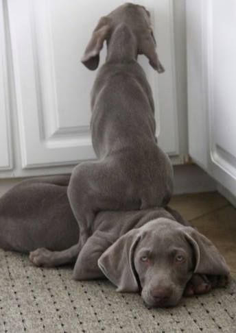 gray colour dog