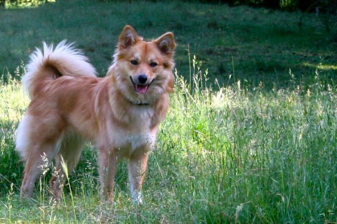 icelandic sheepdog