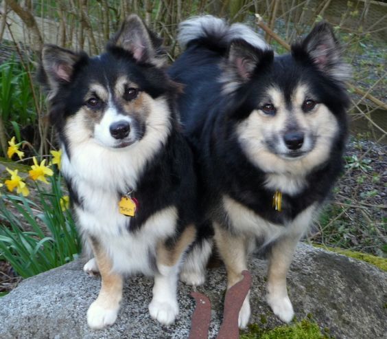 icelandic sheepdog