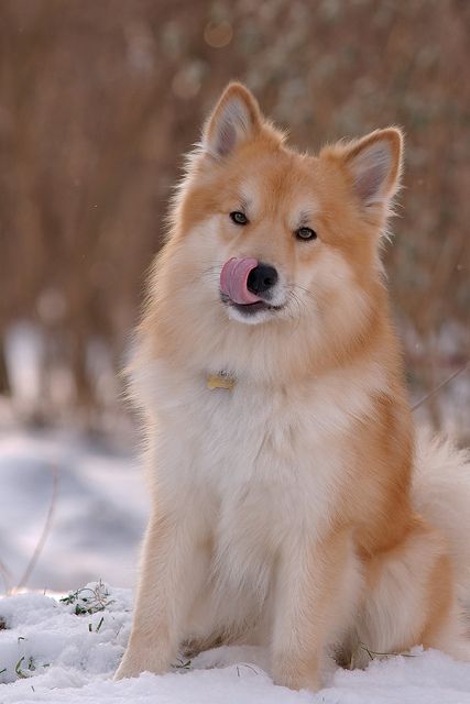 icelandic dog