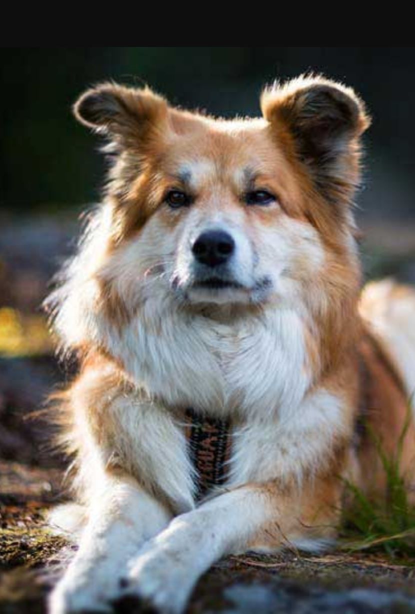 icelandic sheepdog