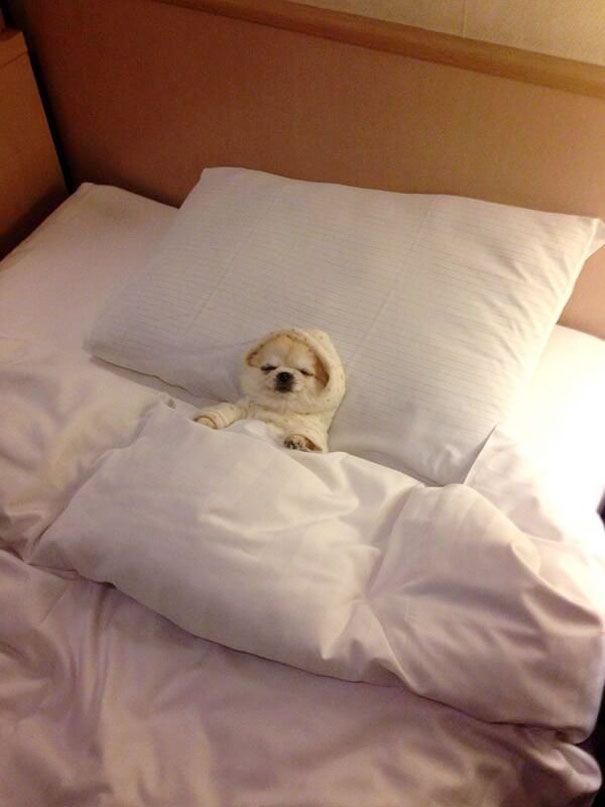 dog in bed