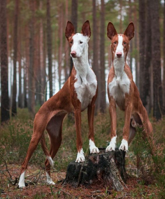 ibizan hound