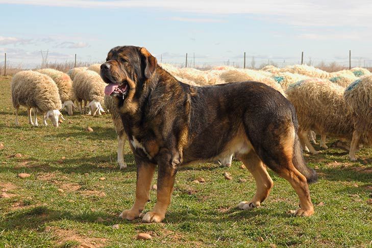 spanish mastiff