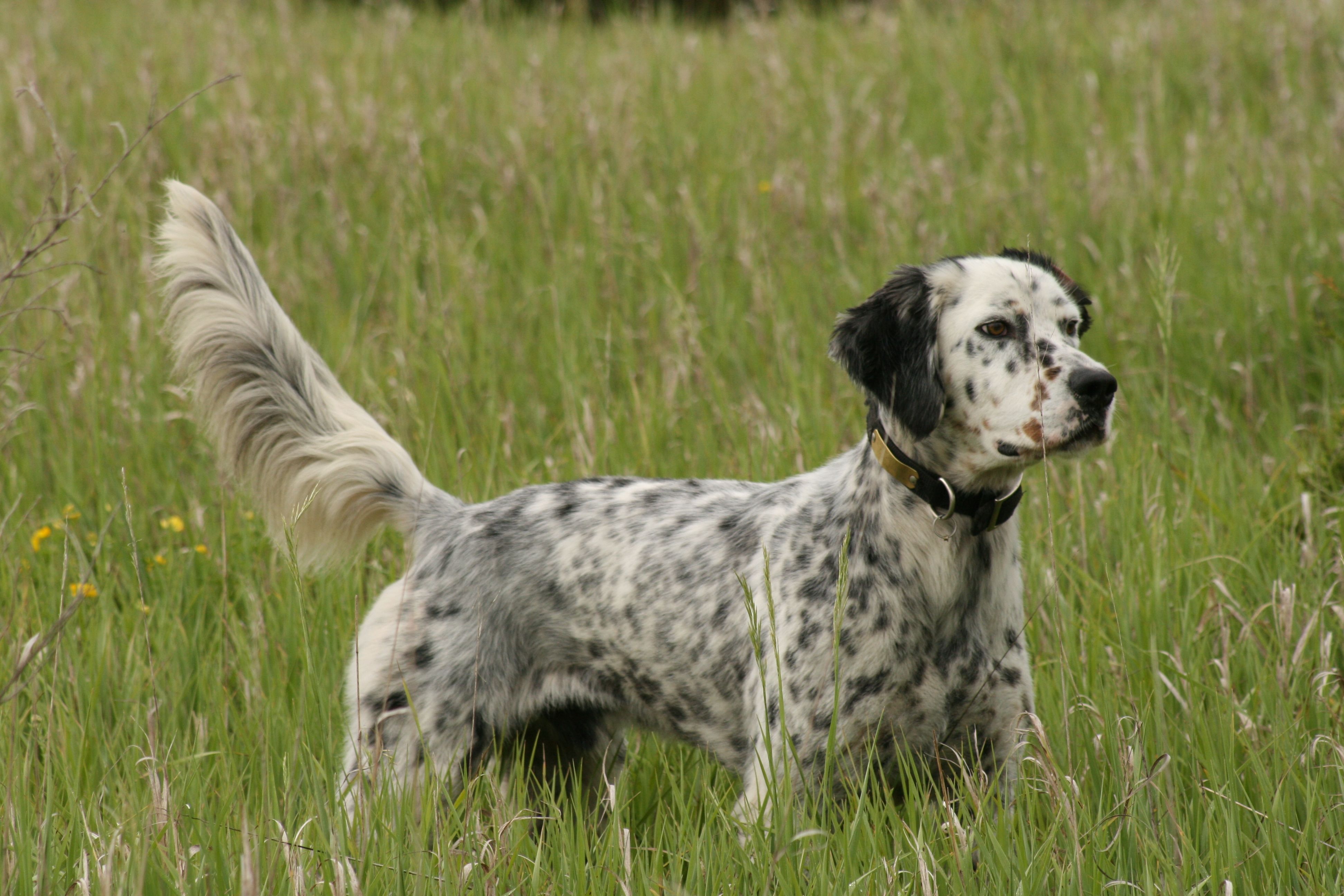 spanish pointer