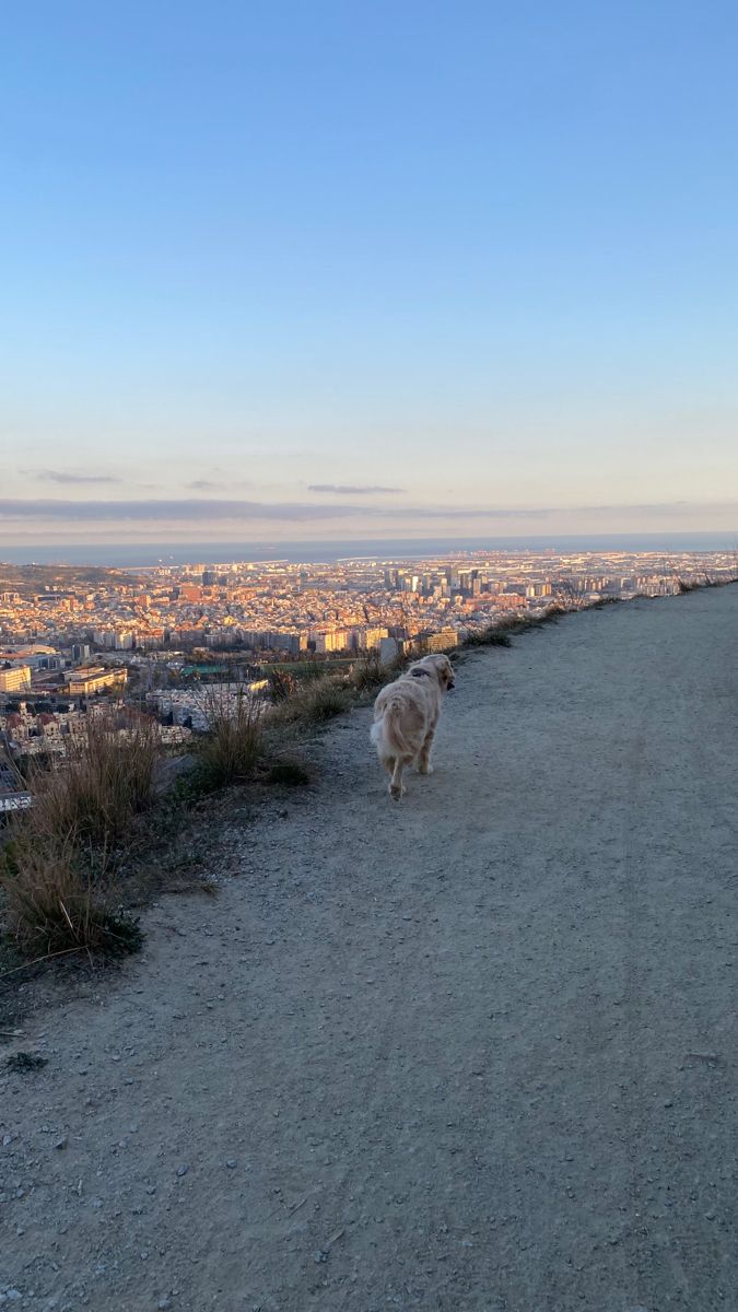 dogs in spain