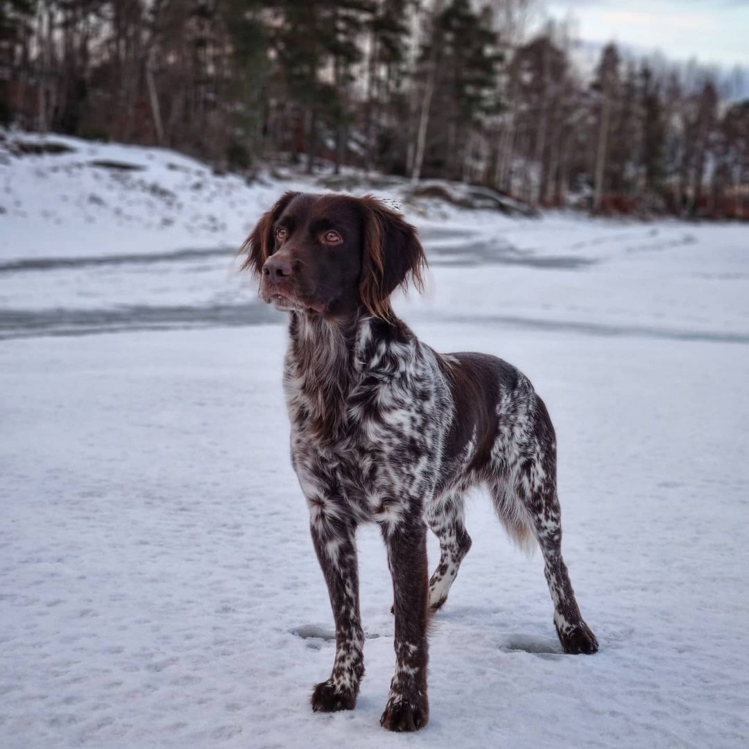 Small Munsterlander Pointer