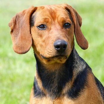 balkan hound dog