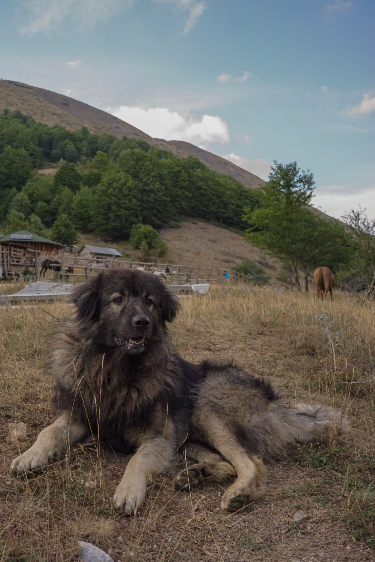 dogs in macedonia