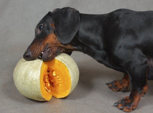 fruits for dogs