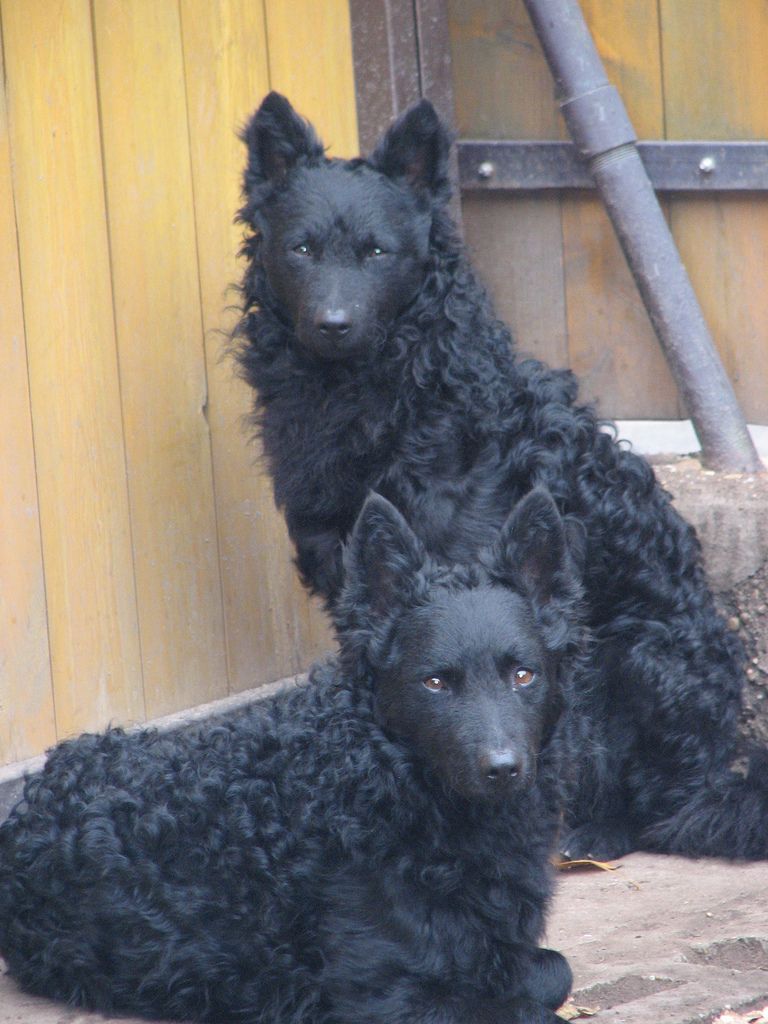 curly dog