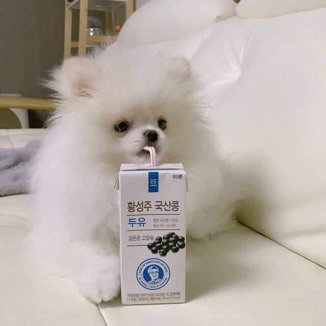 korean dog