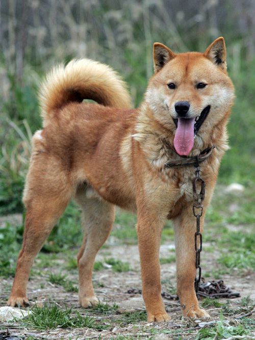 jindo dog