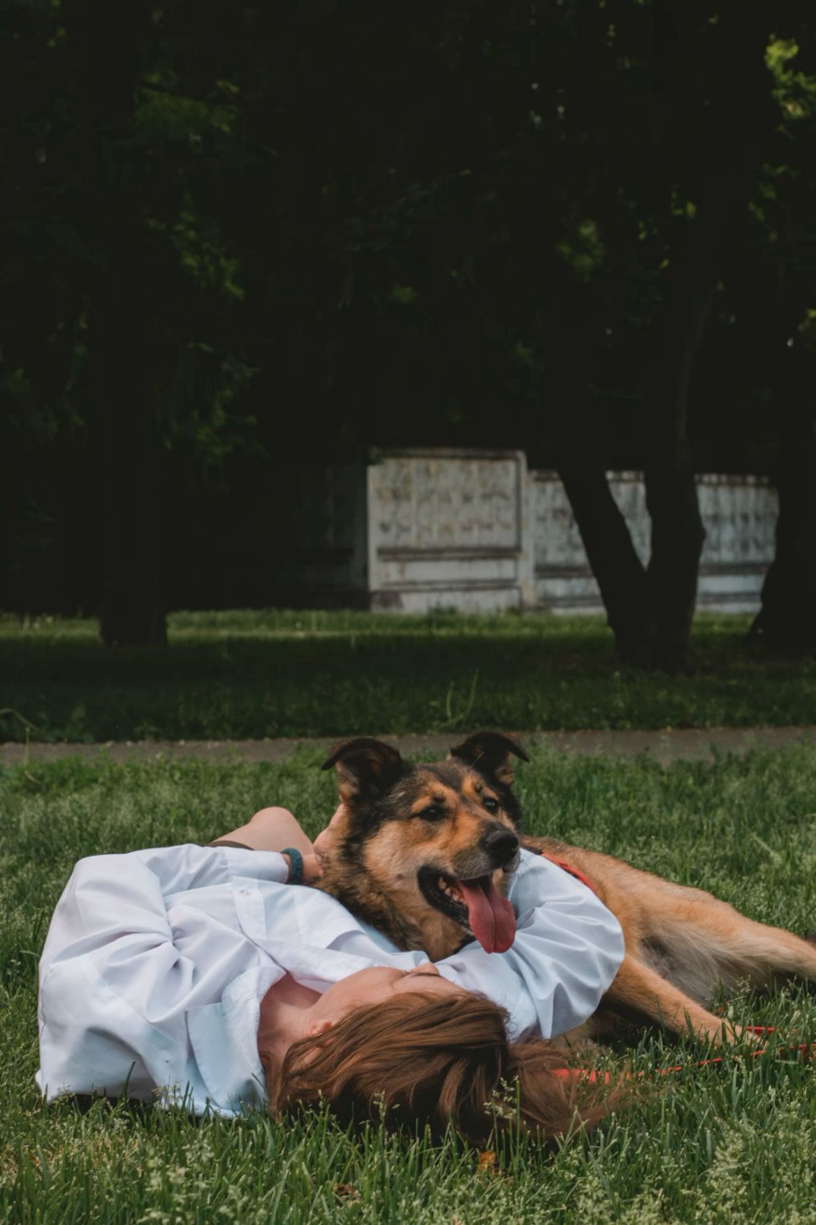 dog at park