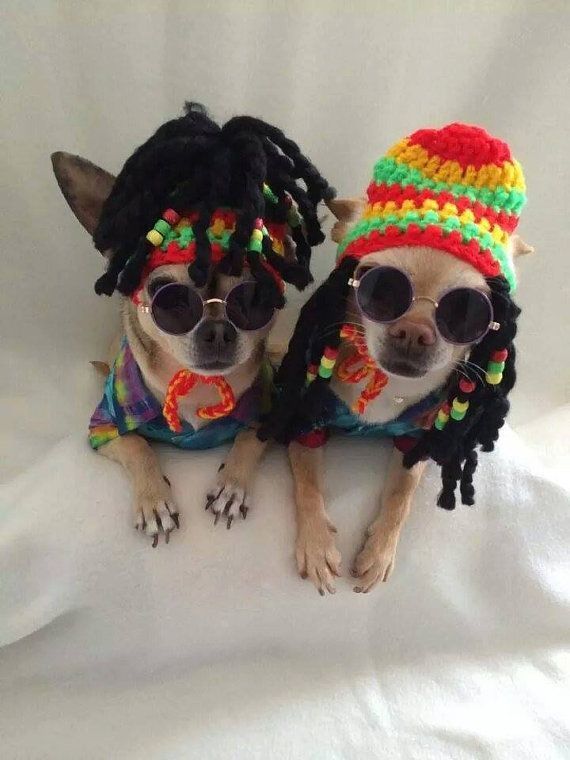 rastafarian dog