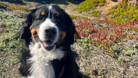 The Bernese Mountain Dog: A Gentle Giant with a Short but Sweet Life