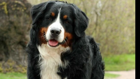 Bernese Mountain Dog