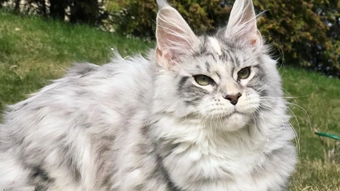 silver maincoon