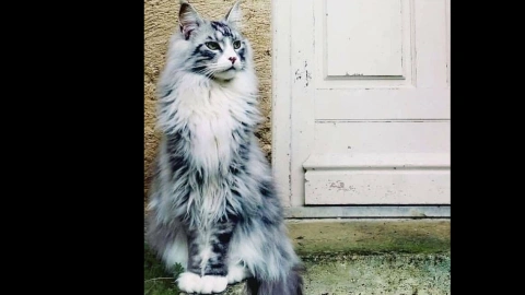 silver maincoon