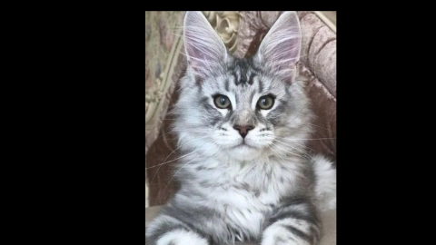 silver maincoon