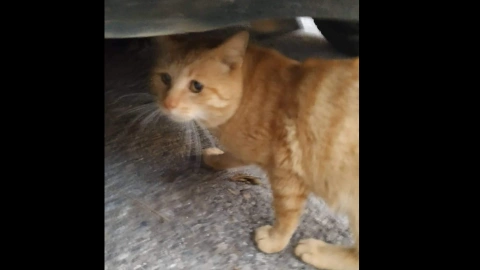 sad orange cat