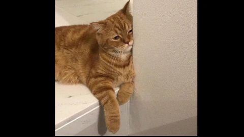 sad orange cat