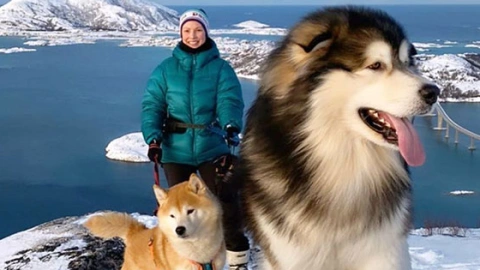 The Gentle Giant Alaskan Malamute: Often Mistaken For Its Smaller Cousin The Siberian Husky!