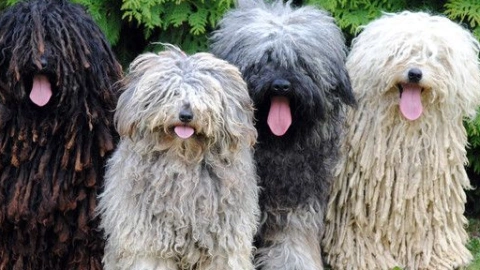 The Puli: A Timeless Guardian of the Hungarian Plains