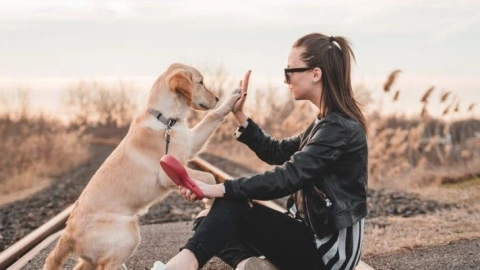 Beyond a Name: The Art of Naming Our Canine Companions