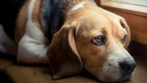 A Heartbreaking Myth, "Dogs Will Leave Us If We Love Them Too Much": Let's Debunk It!