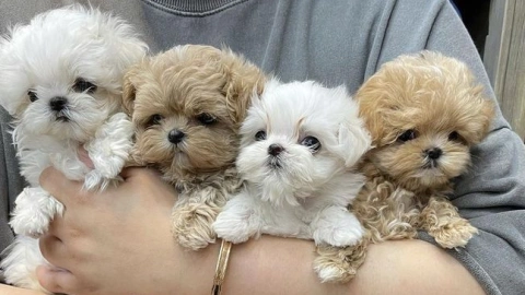 Maltese Versus Maltipoo: More Than Just Cute Faces