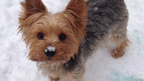 Naming Your Yorkie: A Pawsitively Perfect Match