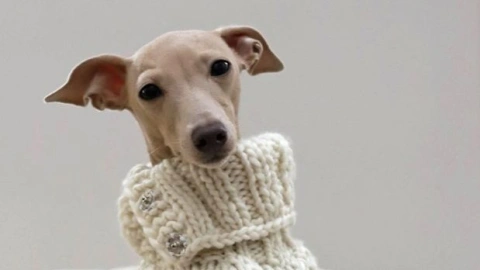 Dressing Your Dog: A Stylish and Practical Guide