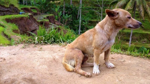 Indonesia's Indigenous Canine Heritage