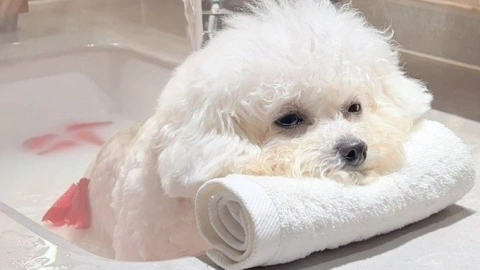 Dog Spas: Pampering Our Pooches