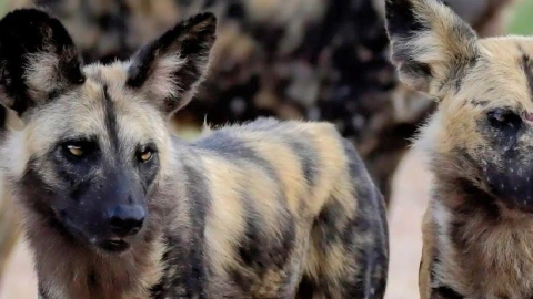 A Canine Safari: Native Dogs of Africa