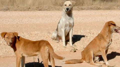 A Canine Kaleidoscope: South Africa's Indigenous Dog Breeds